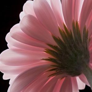 Meet your Posher, Joyce